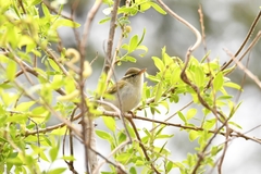 Phylloscopus coronatus