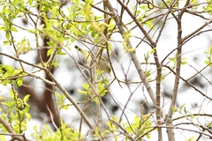 Phylloscopus coronatus