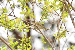 Phylloscopus coronatus