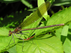 Calopteryx amata