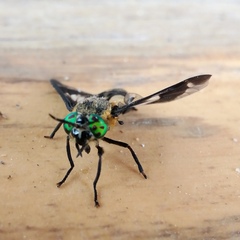 Chrysops caecutiens