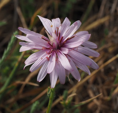 Pseudopodospermum papposum