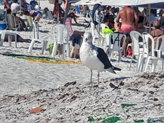 Larus dominicanus