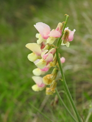 Lathyrus pannonicus