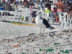 Larus dominicanus