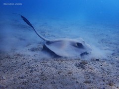 Pastinachus sephen