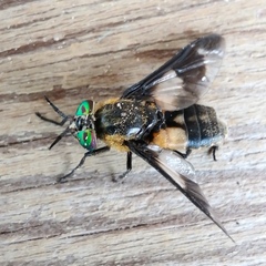 Chrysops caecutiens