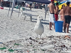 Larus dominicanus