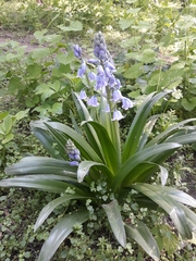 Hyacinthoides hispanica