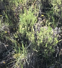 Lavandula viridis