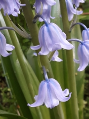 Hyacinthoides hispanica