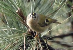 Regulus regulus teneriffae