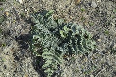 Cynara tournefortii