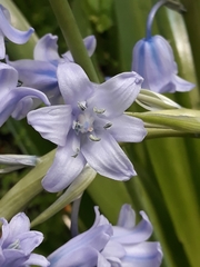 Hyacinthoides hispanica