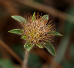 Pterocephalus brevis
