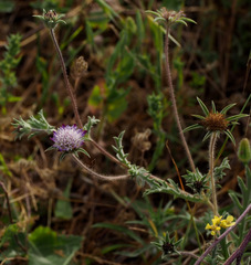 Pterocephalus brevis