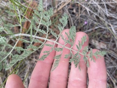Lomatium multifidum
