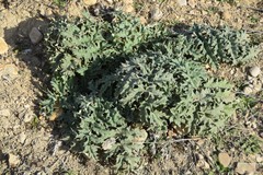 Cynara tournefortii