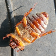 Amphimallon