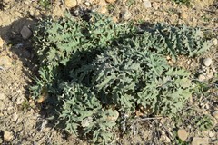 Cynara tournefortii