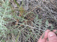 Lomatium multifidum