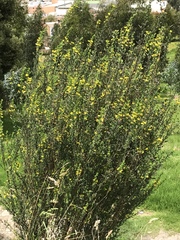 Genista monspessulana