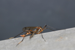 Ptychoptera albimana