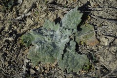 Salvia aethiopis