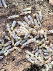 Microcerotermes