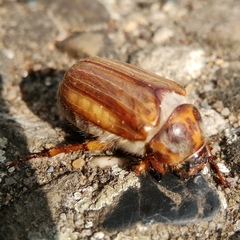 Amphimallon