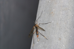 Ptychoptera albimana