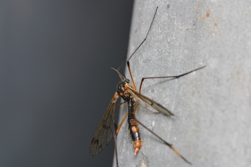 white-legged cranefly, photo 7 of 7