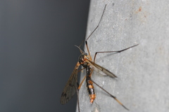 Ptychoptera albimana