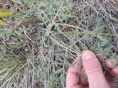 Lomatium multifidum