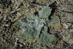 Salvia aethiopis