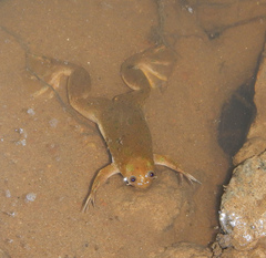 Xenopus muelleri