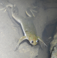 Xenopus muelleri