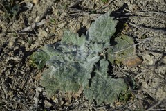 Salvia aethiopis