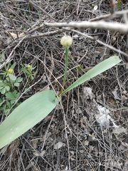 Allium tulipifolium