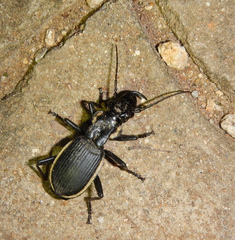 Anthia circumscripta