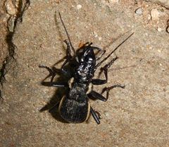 Anthia circumscripta