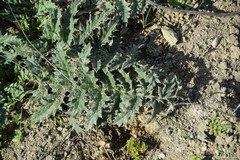 Cynara tournefortii
