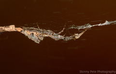 Uloborus glomosus image