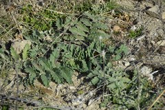 Cynara tournefortii