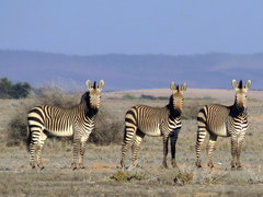 Mountain Zebra photo 4