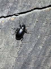 Derosphaerus exularis