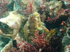 Scartella emarginata