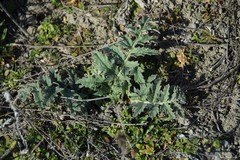 Cynara tournefortii