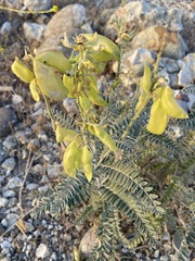 Astragalus trichopodus