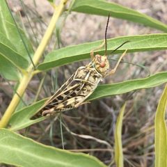 Hippiscini